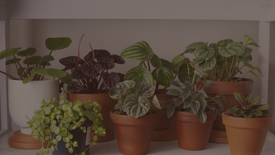 Benefits of Indoor Plants