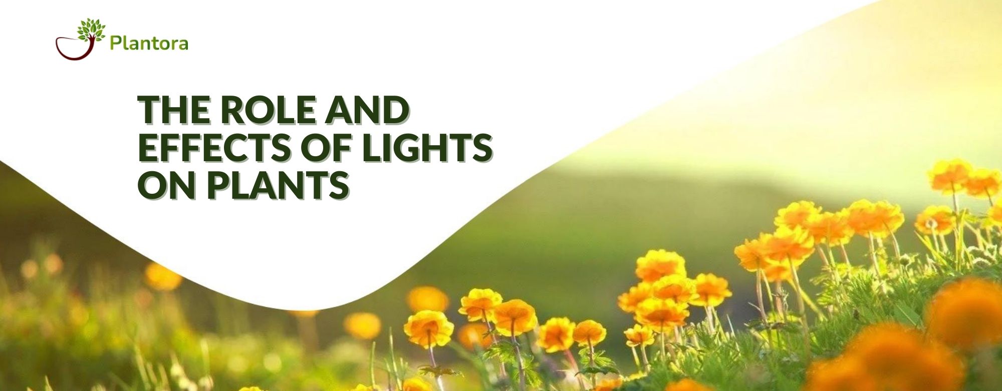 The Role and Effects of Lights on Plants Plantora