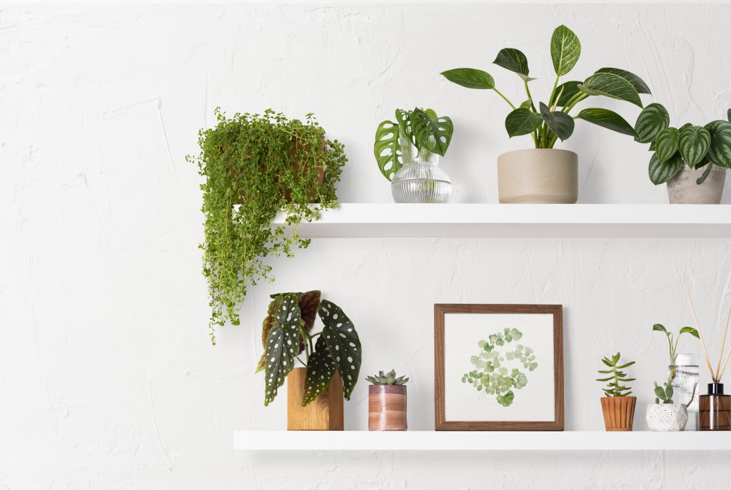 7 Common Indoor Plant Problems and Solutions Plantora
