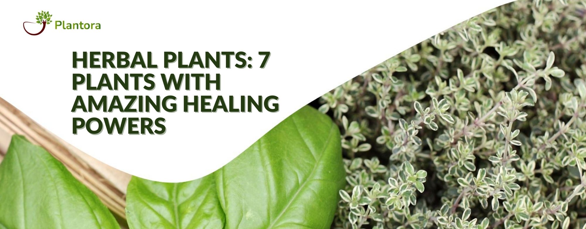 Herbal Plants 7 Plants with Amazing Healing Powers Plantora