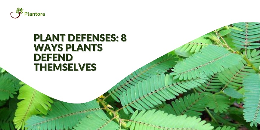 Plant Defenses: 8 Ways Plants Defend Themselves - Plantora