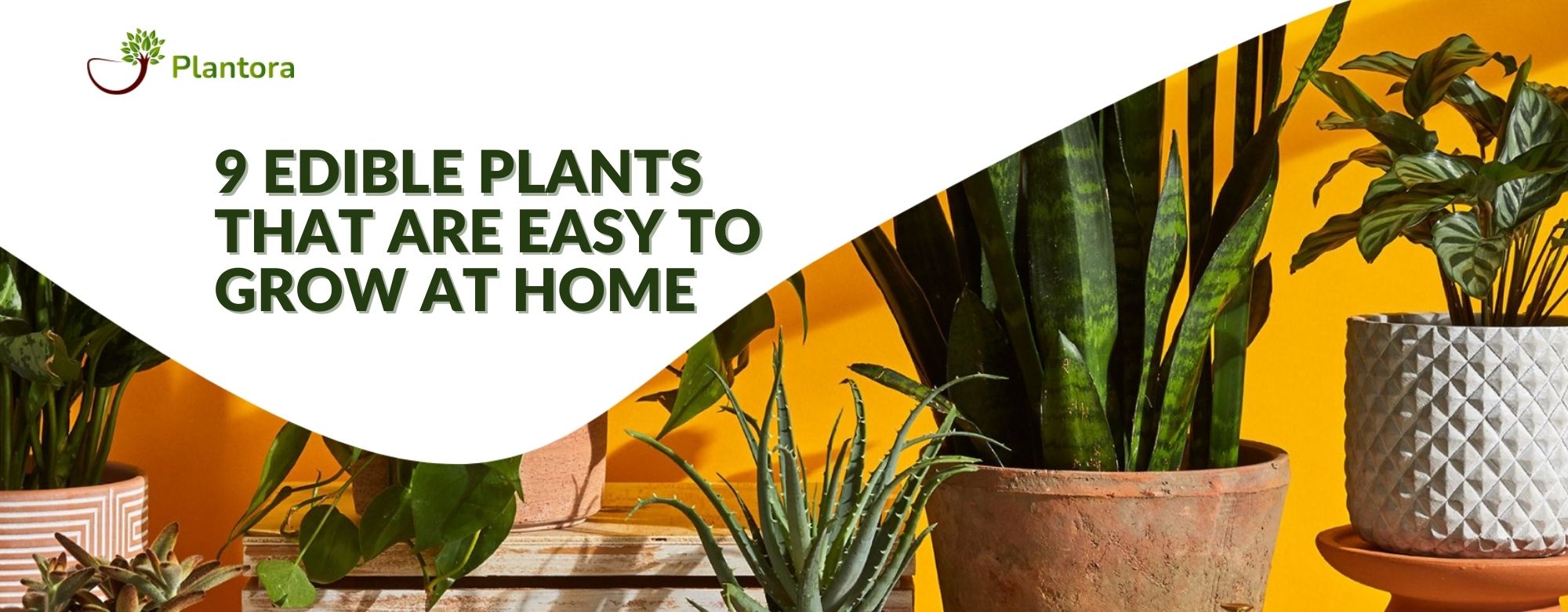 9 Edible Plants That Are Easy To Grow At Home Plantora