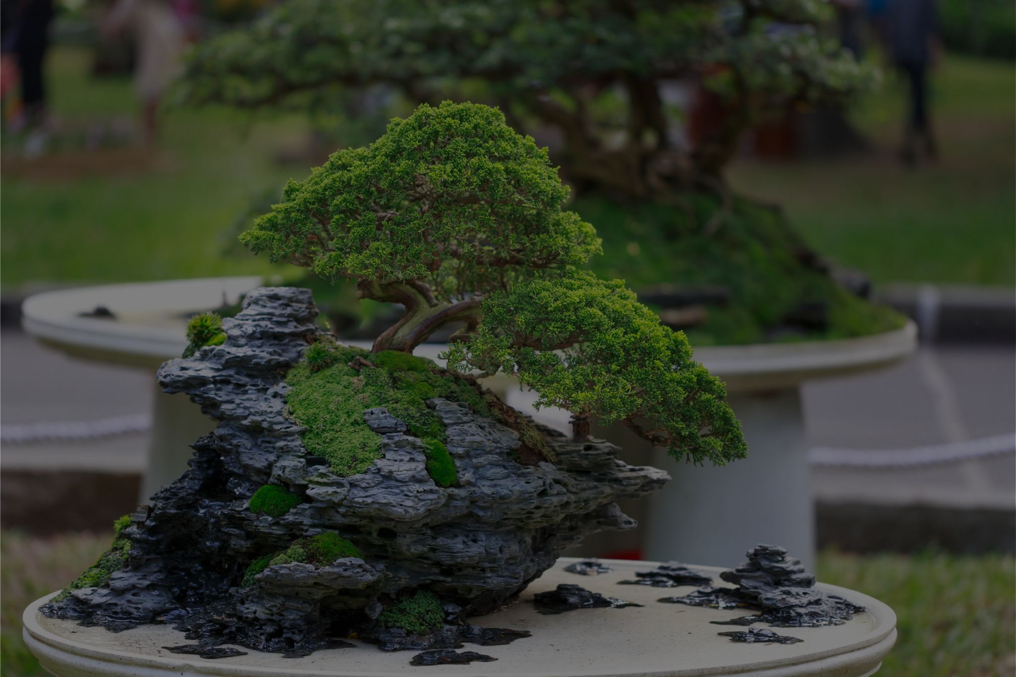 Bonsai Trees: The Art of Making Bonsai