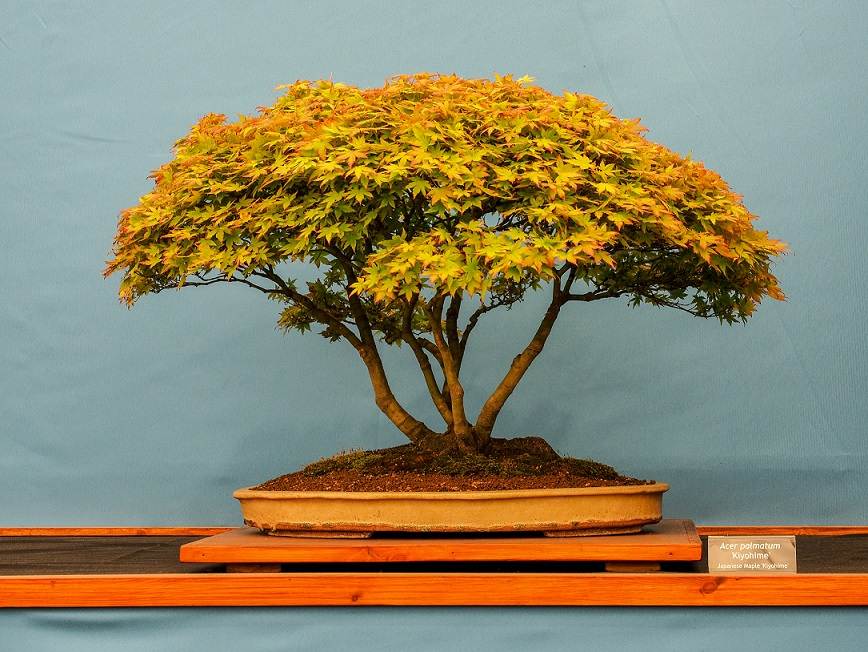 Bonsai Trees The Art of Making Bonsai Plantora's Plant Care Blog Your Source for Expert