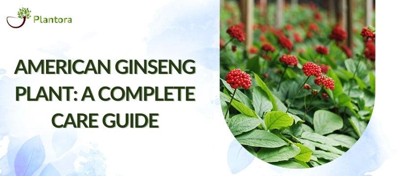 Wild Ginseng Plant Identification