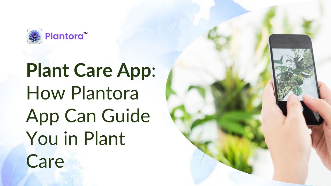 Plant Care App: How Plantora App Can Guide You in Plant Care - Plantora