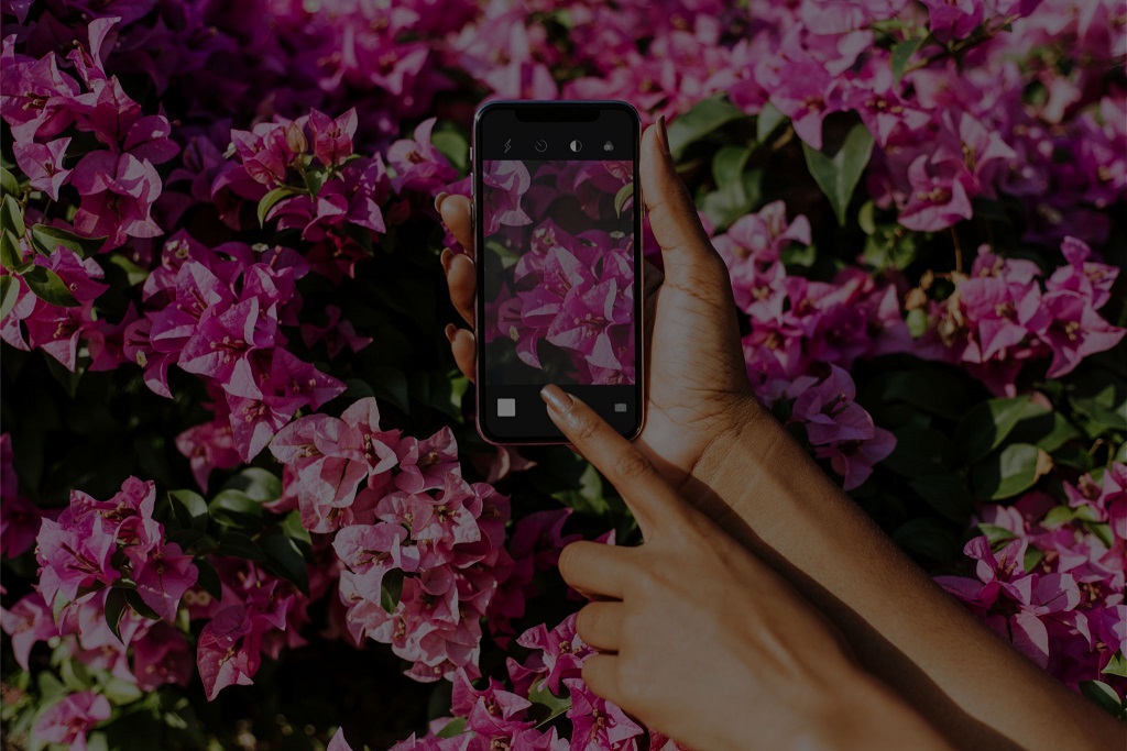 Flower Identification: 7 Tools And Apps To Identify Flowers