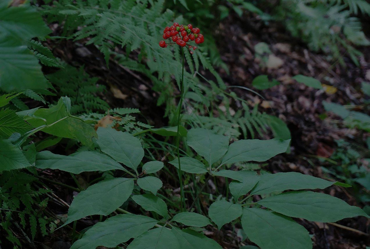 American Ginseng Plant: A Complete Care Guide