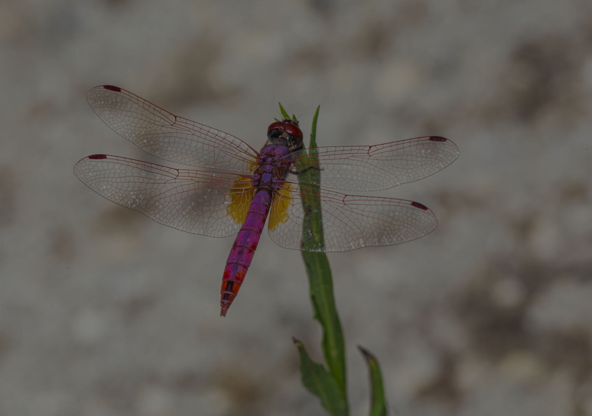 10 Pollinator-Friendly Plants That Attract Dragonflies