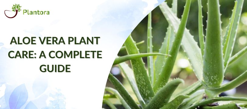 Aloe Vera Plant Care: A Complete Guide - Plantora