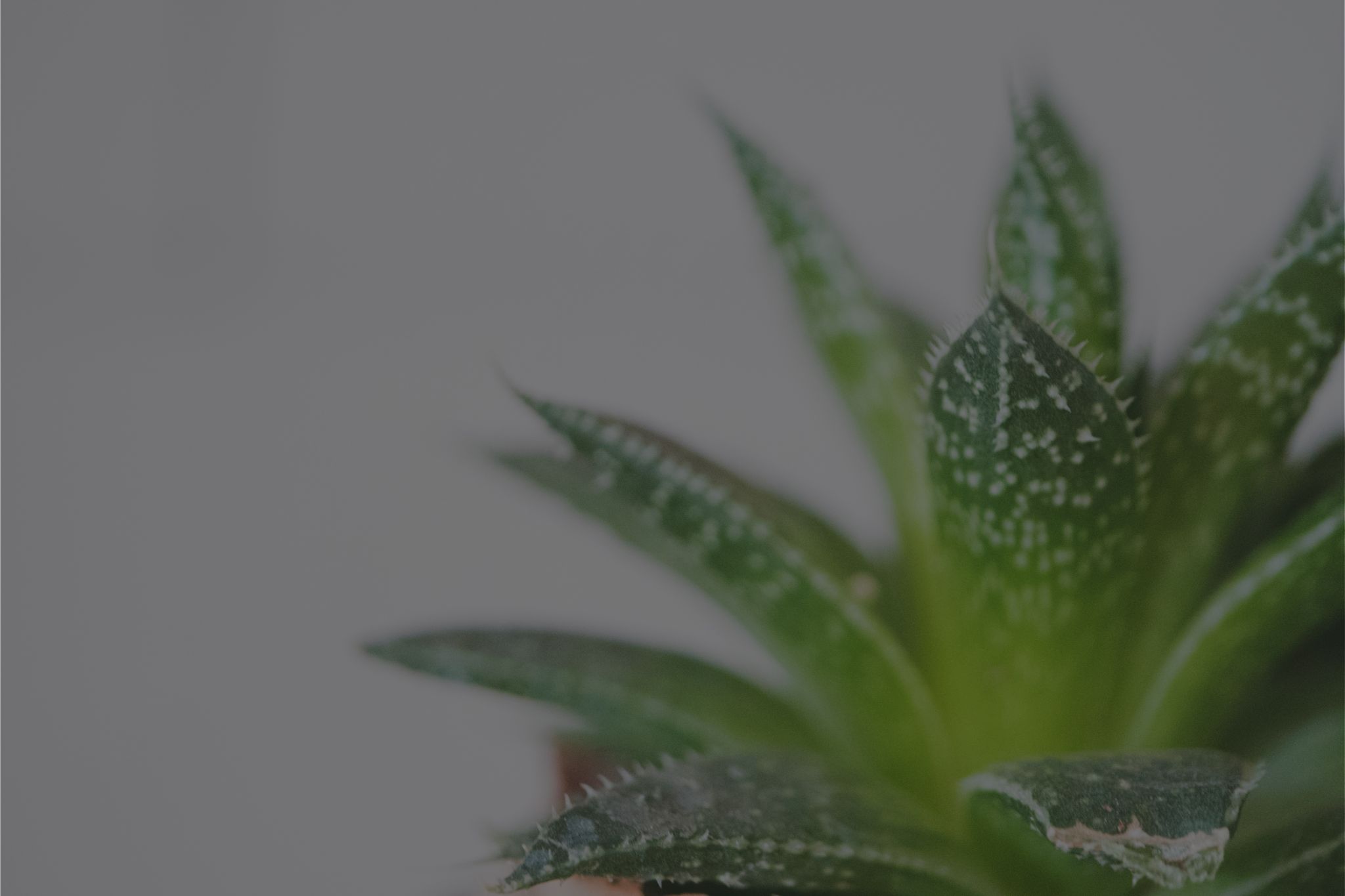 Aloe Vera Plant Care: A Complete Guide