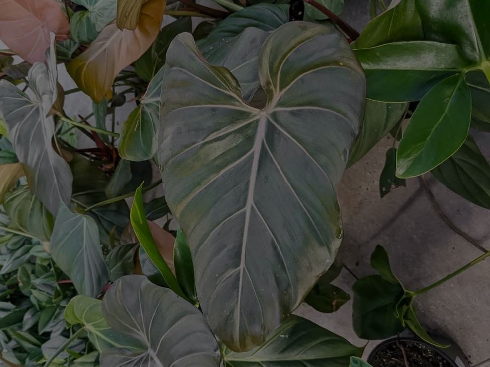 Philodendron Summer Glory: A Special Summer Hybrid