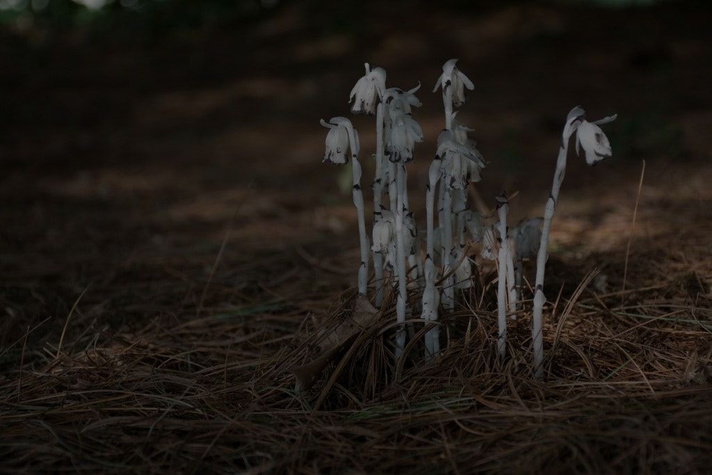 Ghost Plant: The Mysterious Beauty of Nature