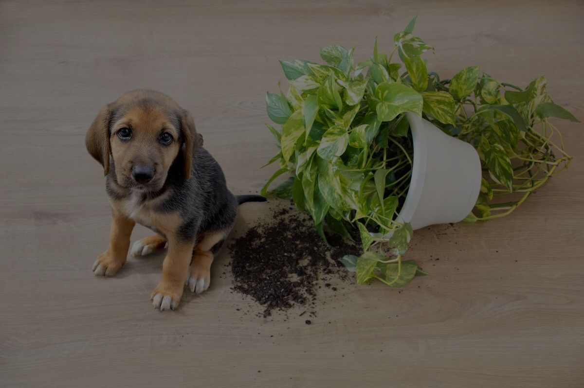 Pet-Friendly Plants For Your Indoor and Outdoor Garden