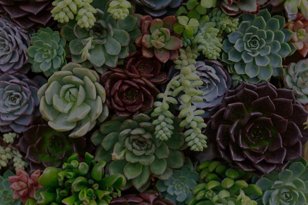 Succulent Plants: The Best Indoor Plants