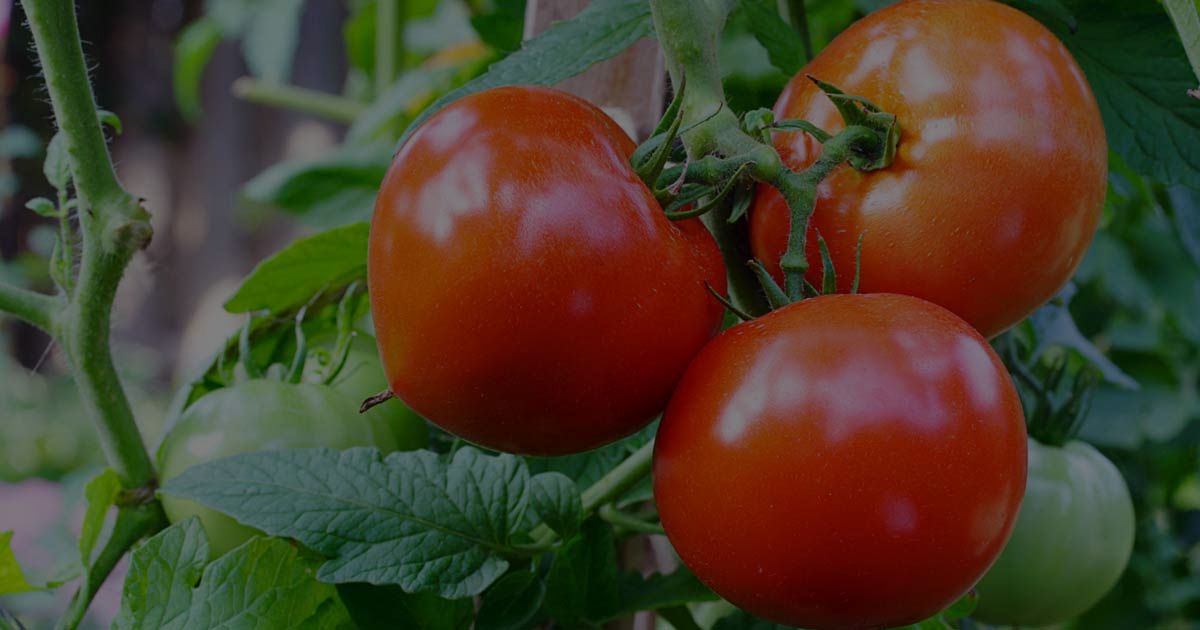 Tomato Plants Care: A Comprehensive Tutorial