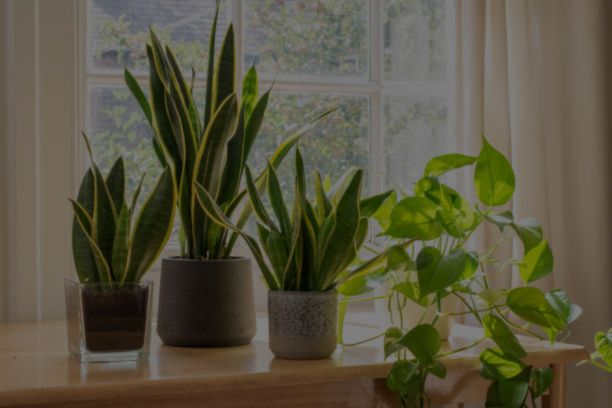 Potted Plants: A Unique Plant Option To Grow