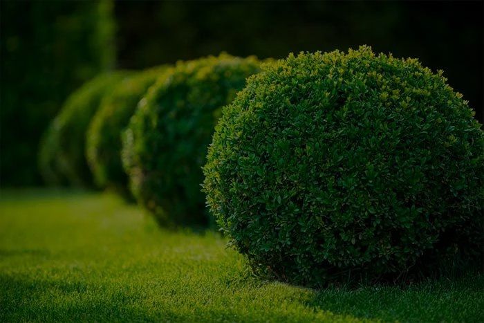 Evergreen Shrubs To Grow For Your Gardens