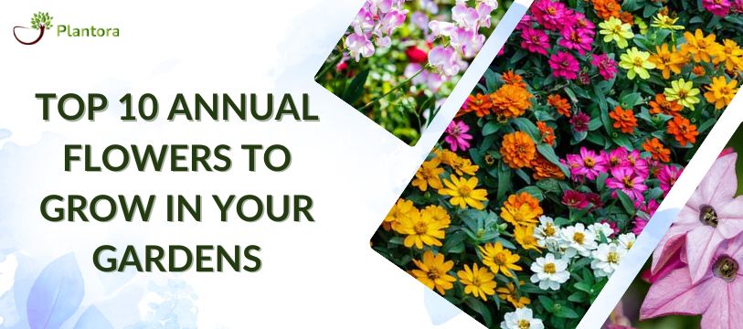 Top 10 Annual Flowers To Grow In Your Gardens - Plantora