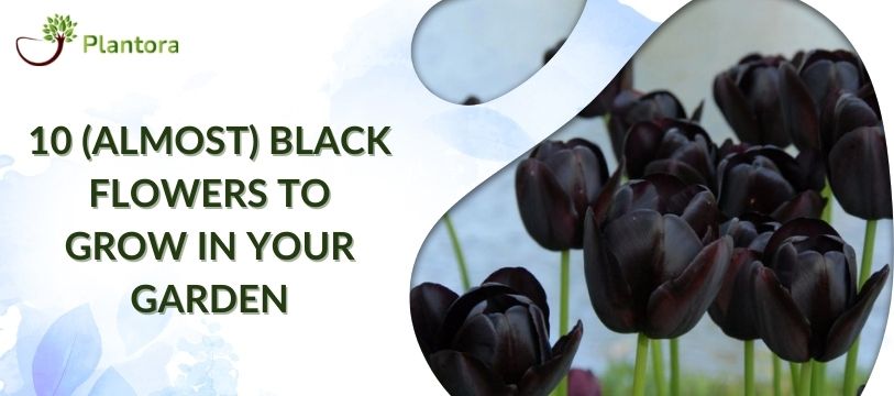 10 Black Flowers to Add Contrast to Your Garden