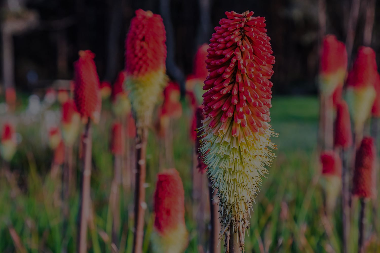 How To Grow And Care For Red Hot Poker Plant