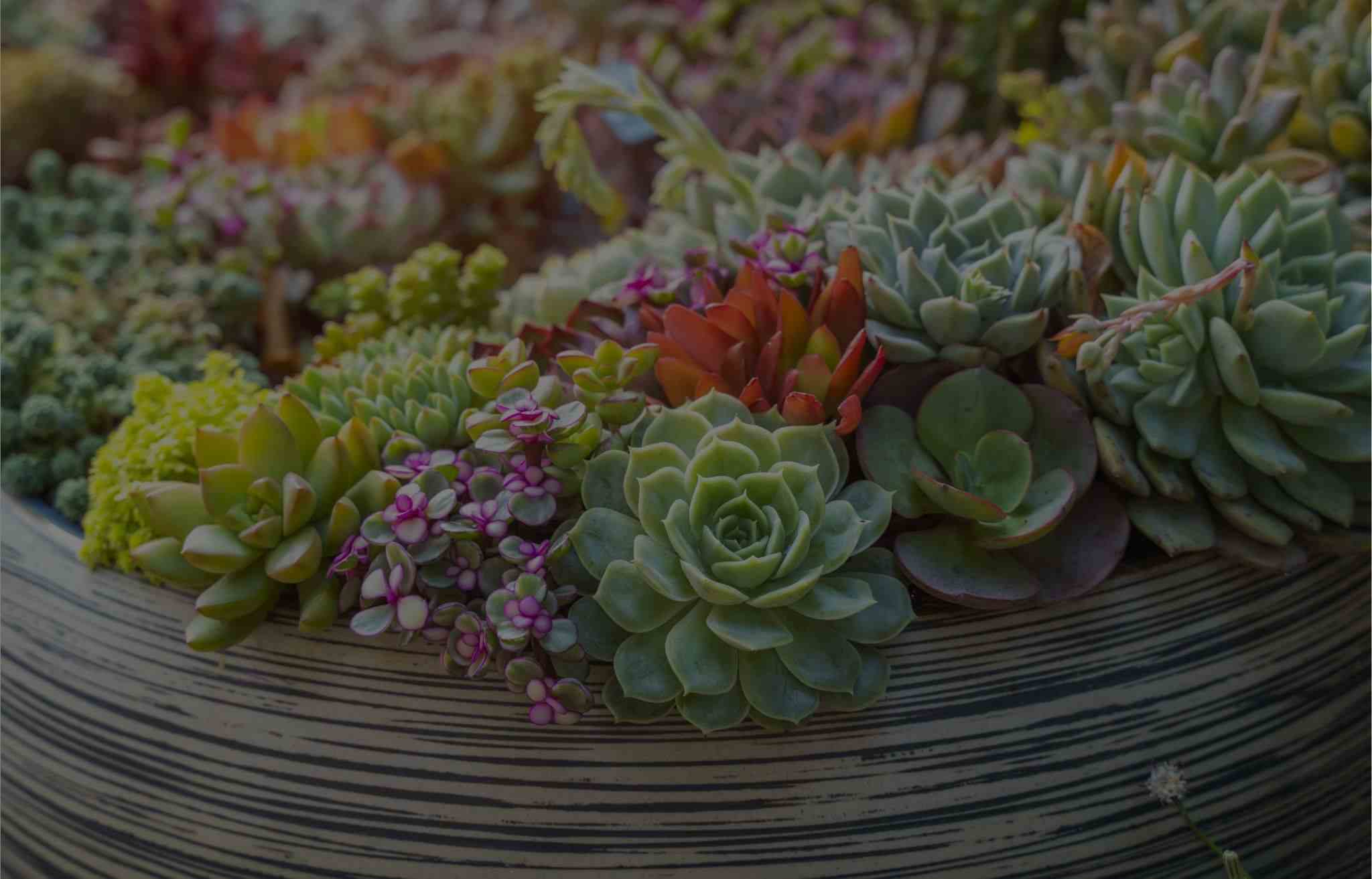 13 Best Flowering Succulents To Grow At Home