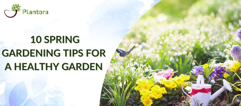 10 Spring Gardening Tips For A Healthy Garden - Plantora