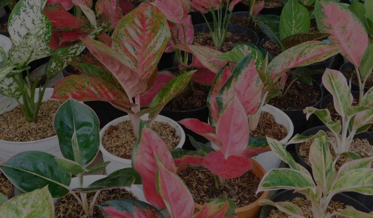 How To Care For Aglaonema Plant: A Complete Guide