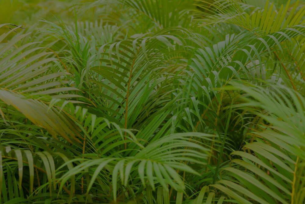 Parlor Palm Care: A Complete Guide