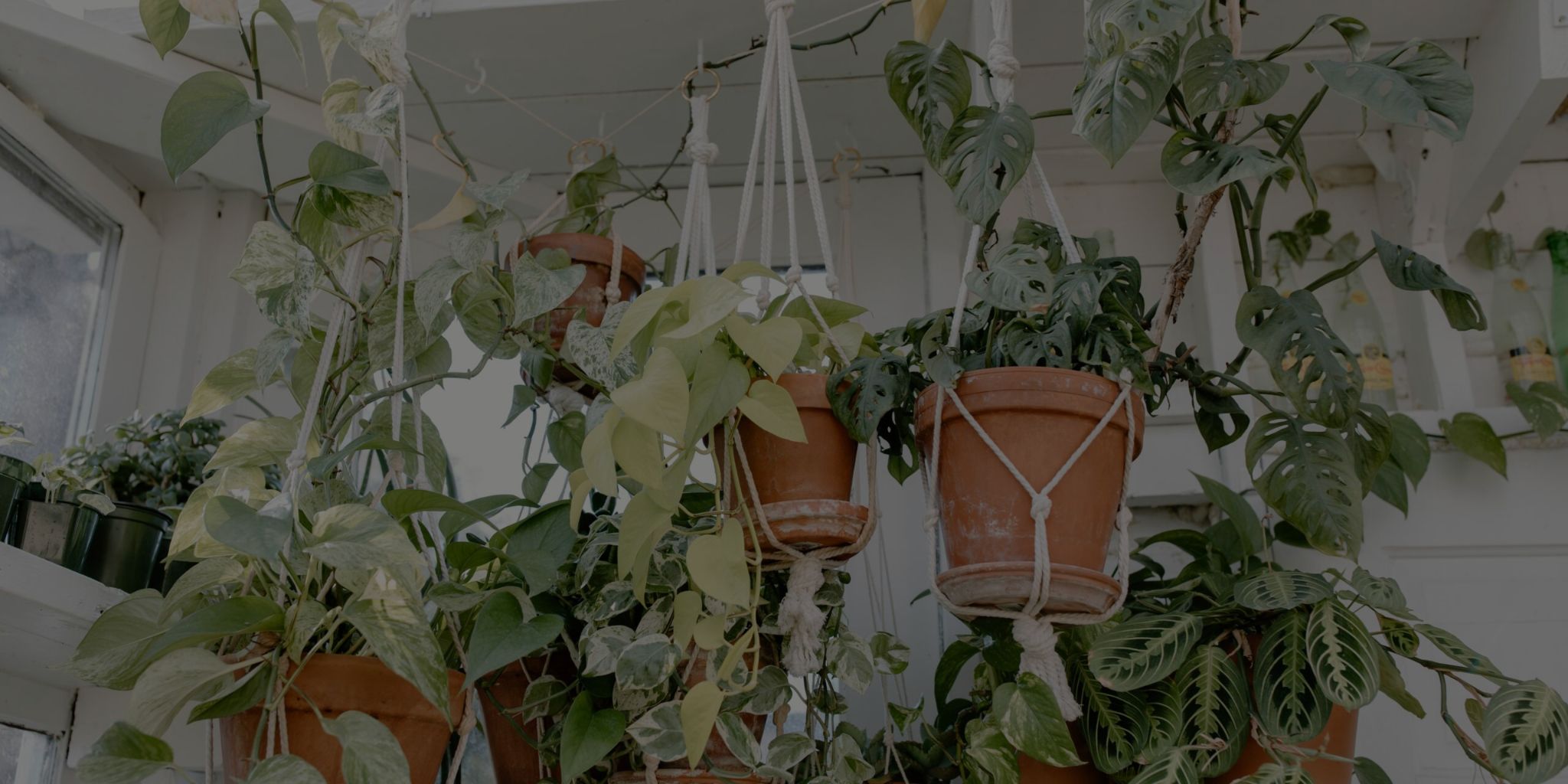 12 Amazing Trailing Plants For Your Home