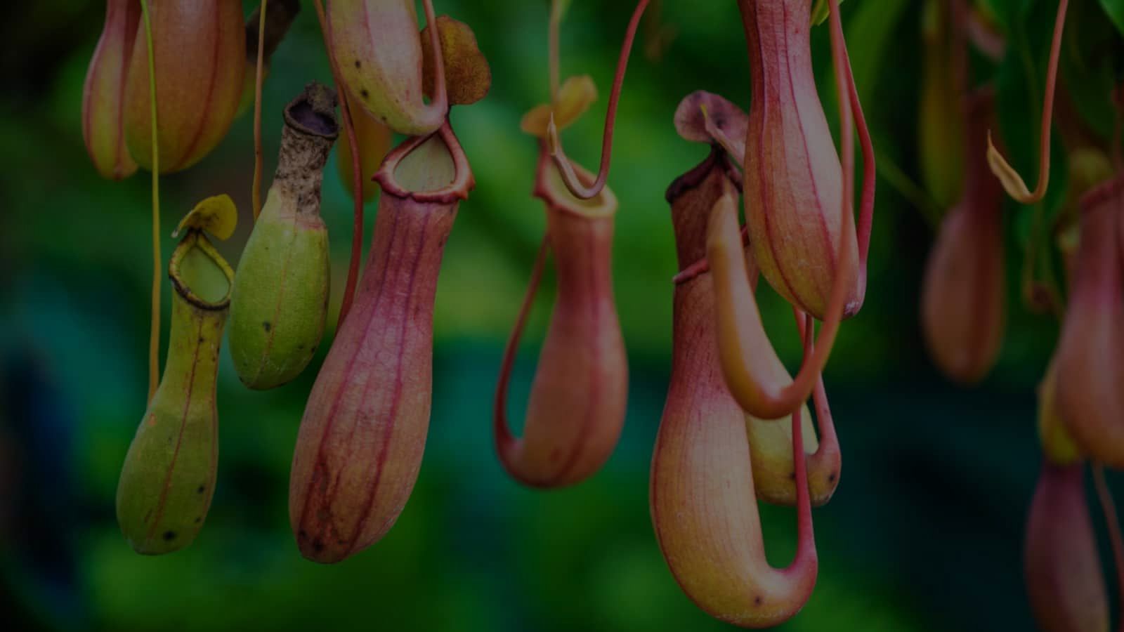 Pitcher Plant Care: A Complete Guide