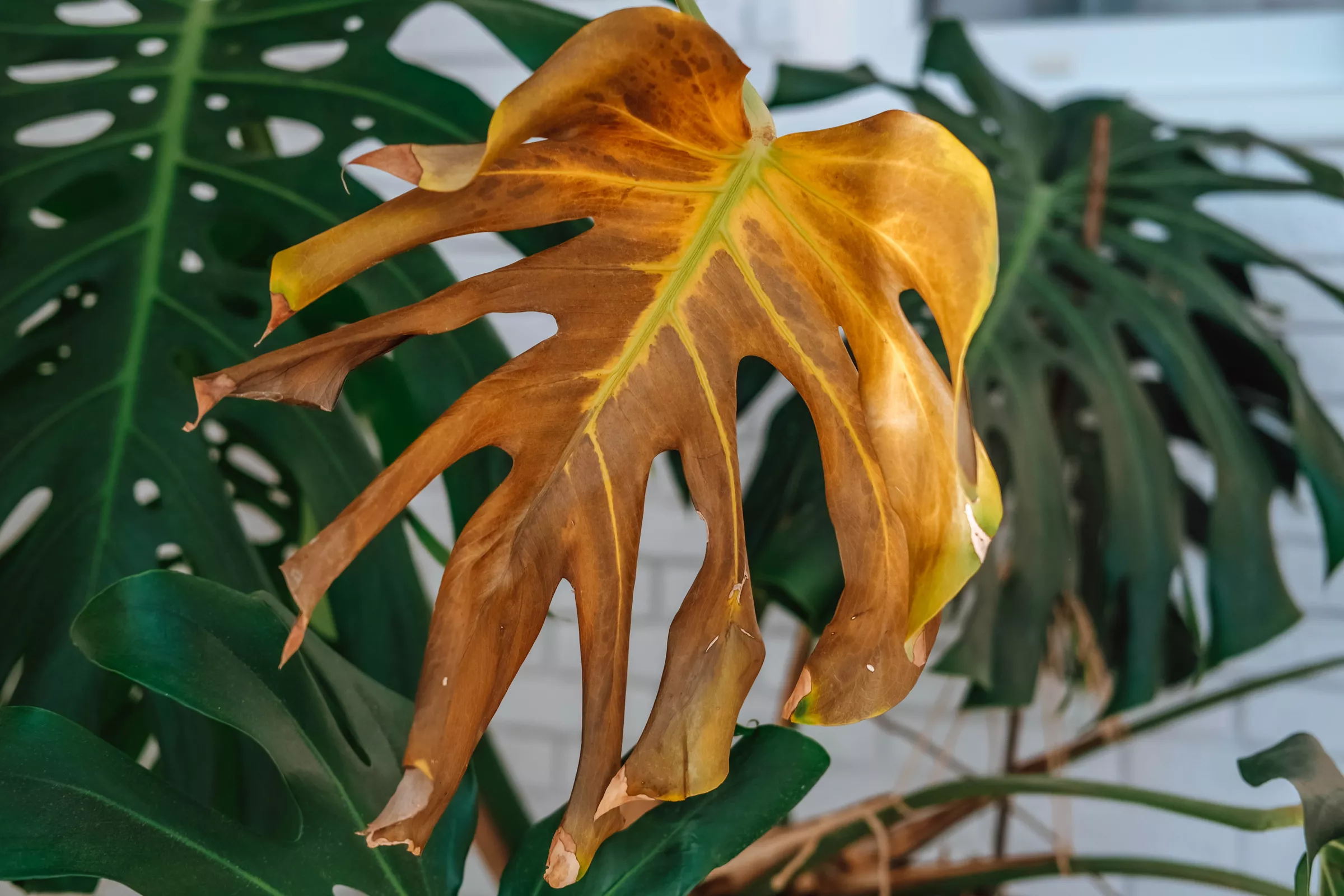 Why The Leaves Of My Plants Turning Brown? (Causes & Solutions)
