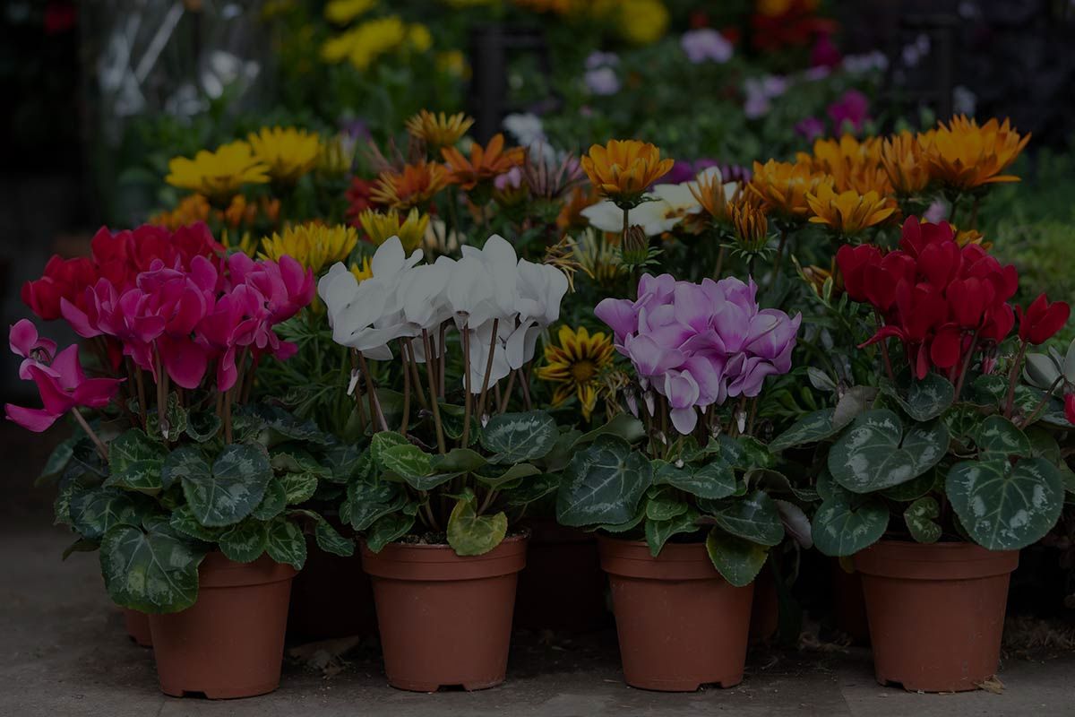 15 Best Indoor Flowering Plants For Beginners