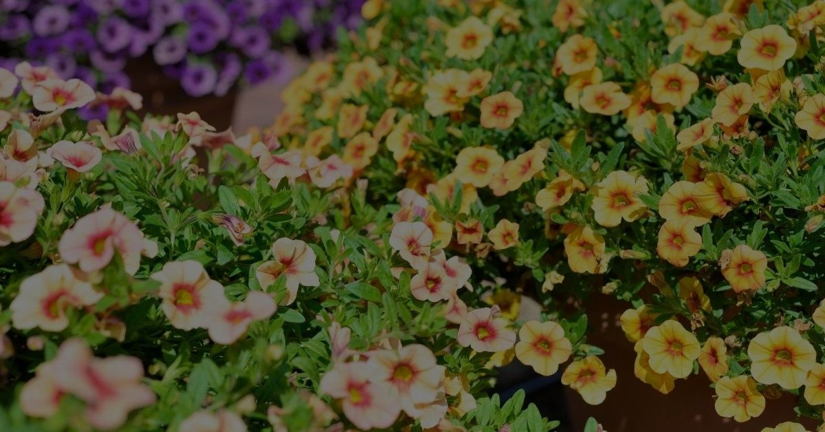 7 Top Summer Bedding Plants For Your Garden