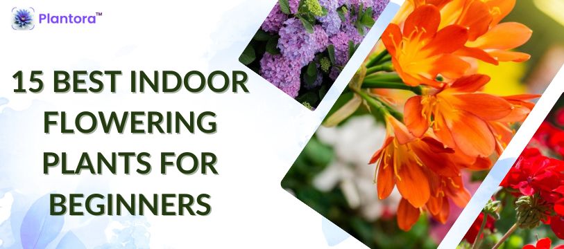 15 Best Indoor Flowering Plants For Beginners - Plantora