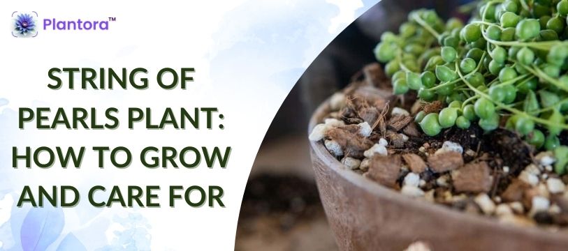 String Of Pearls Plant: How To Grow And Care For - Plantora