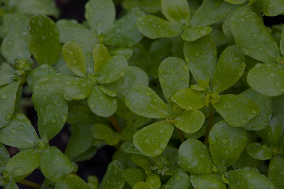 Purslane Plant Care: Everything You Need To Know