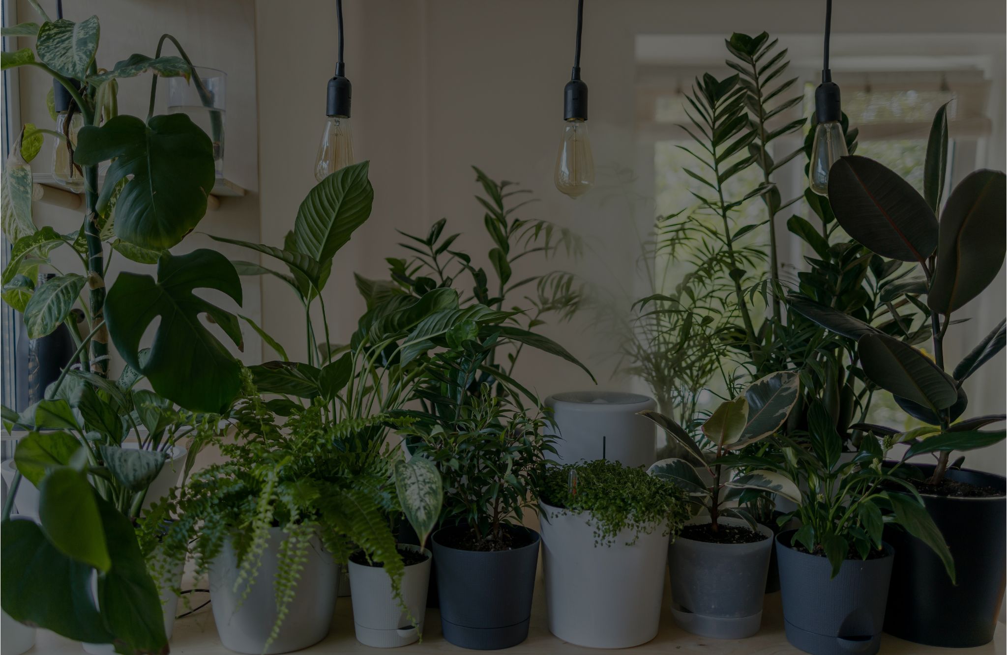 Best 10 Fast-Growing Indoor Plants For A Lush Home