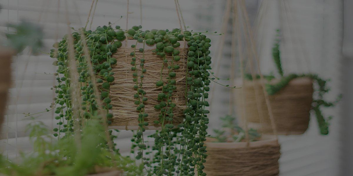 String Of Pearls Plant: How To Grow And Care For