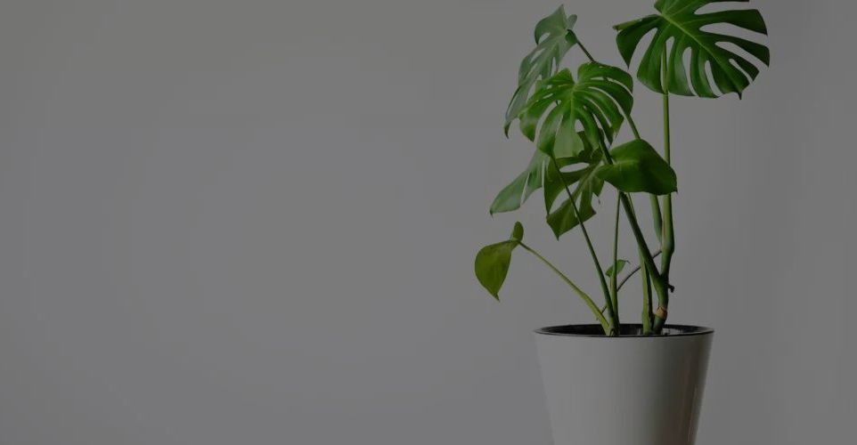 Monstera Plant Care: A Comprehensive Guide