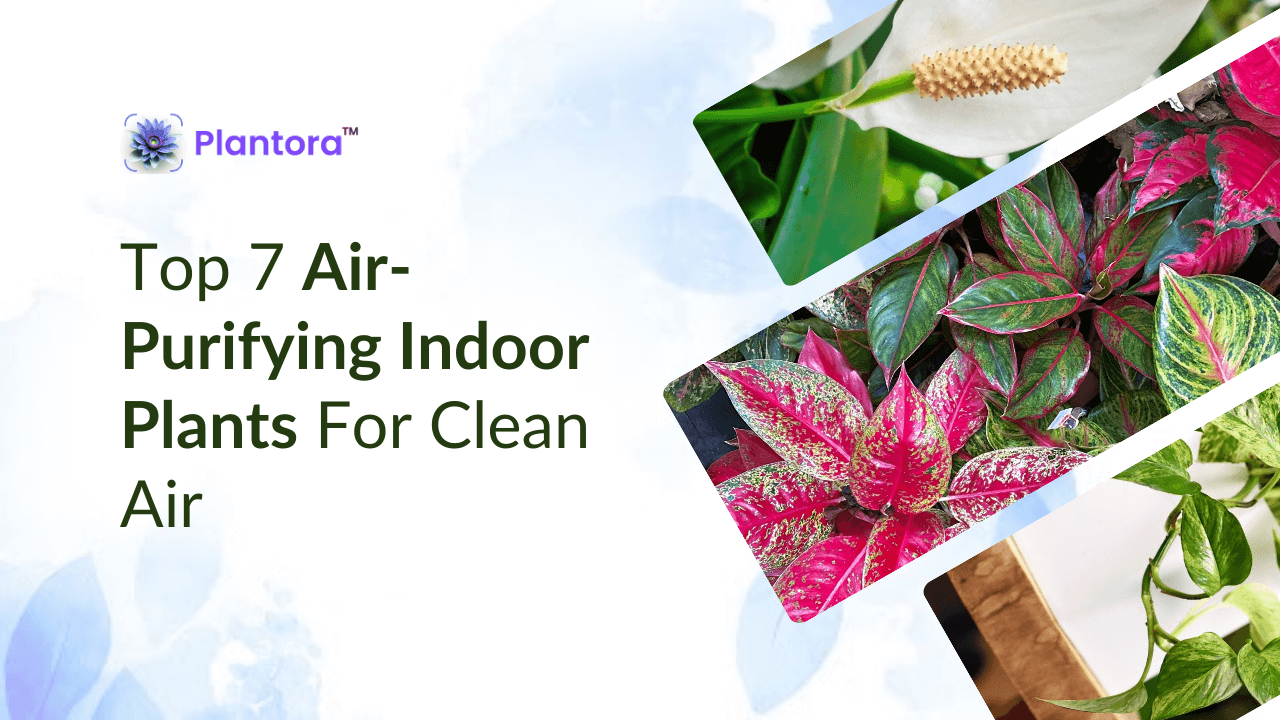 Top 7 Air-Purifying Indoor Plants For Clean Air - Plantora