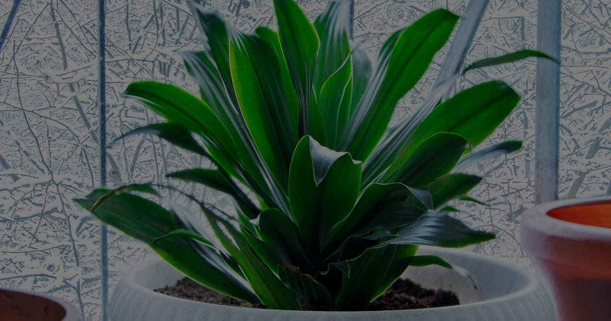 Cast Iron Plant: How To Grow And Care For?