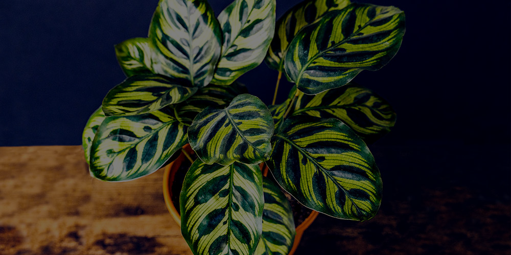 Peacock Plant Care: How To Grow These Tropical Houseplants