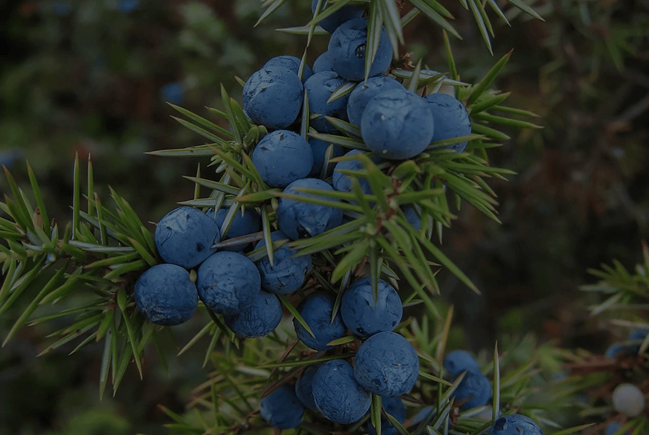 Top 10 All-Season Plants For Your Outdoor Garden