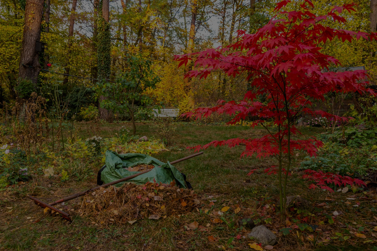 Fall Gardening Tips: How To Plan And Prepare