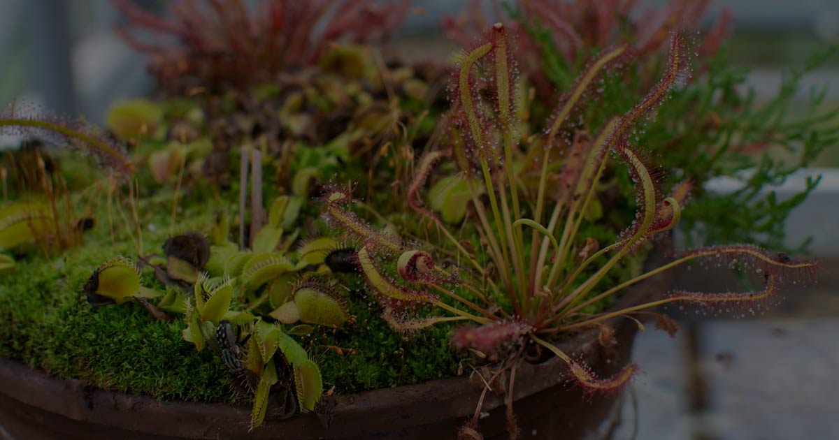 How To Grow And Care For Carnivorous Plants