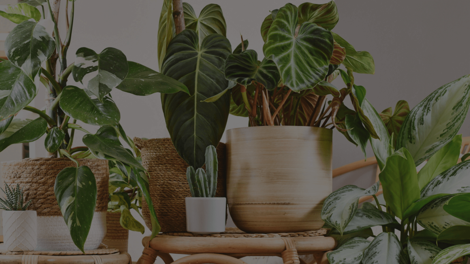 Top 7 Air-Purifying Indoor Plants For Clean Air