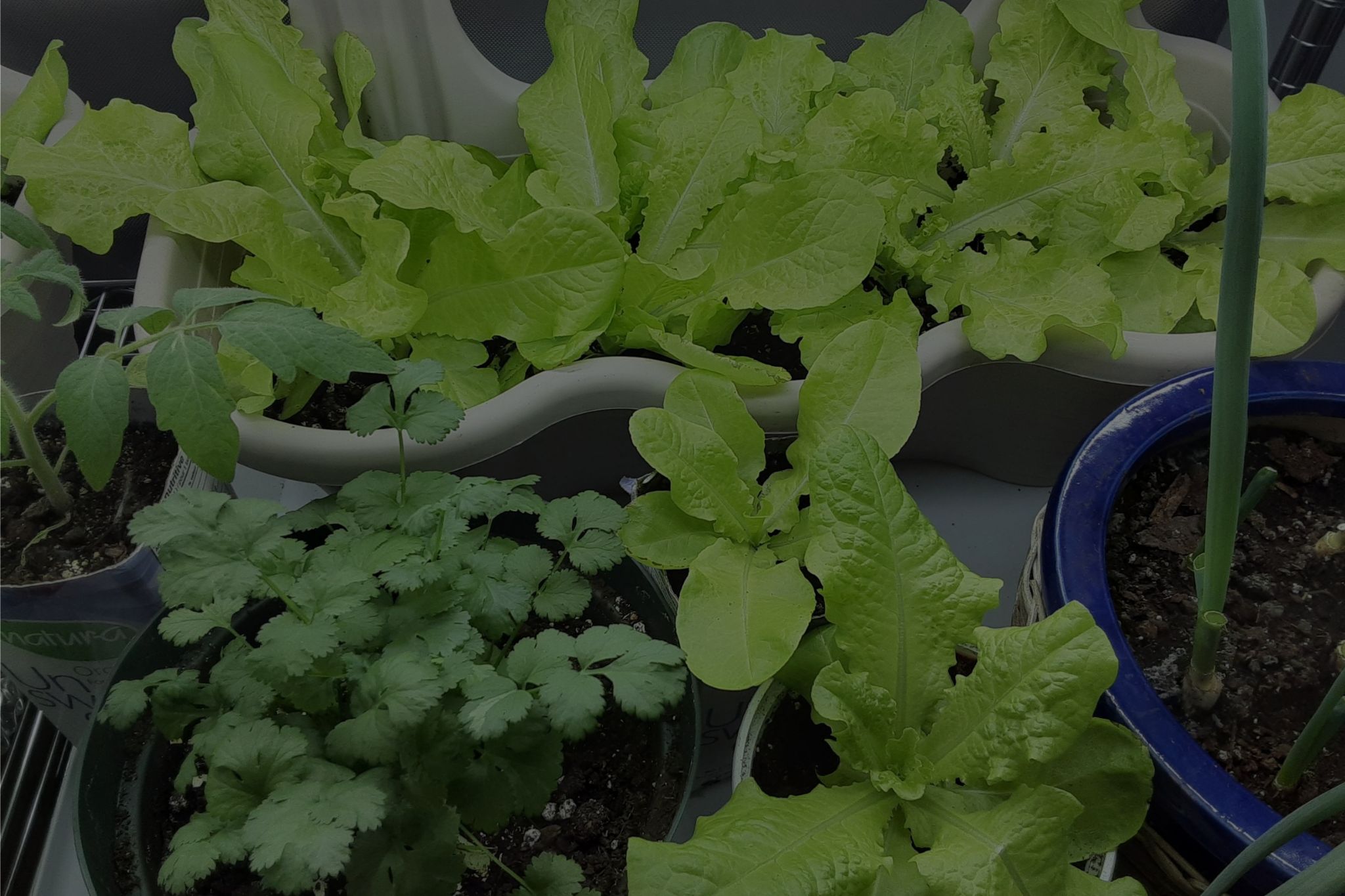 Create An Indoor Vegetable Garden: A Guide To Get You Started