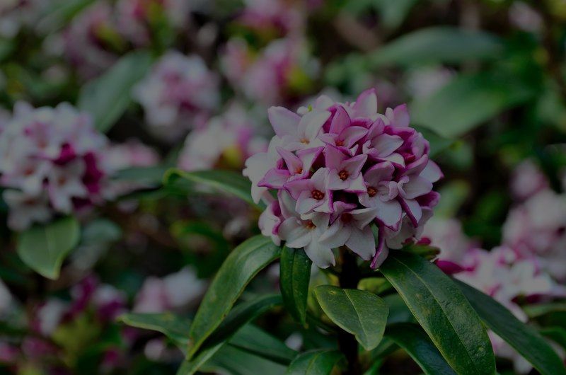 Top 10 Fragrant Plants For Your Outdoor Garden