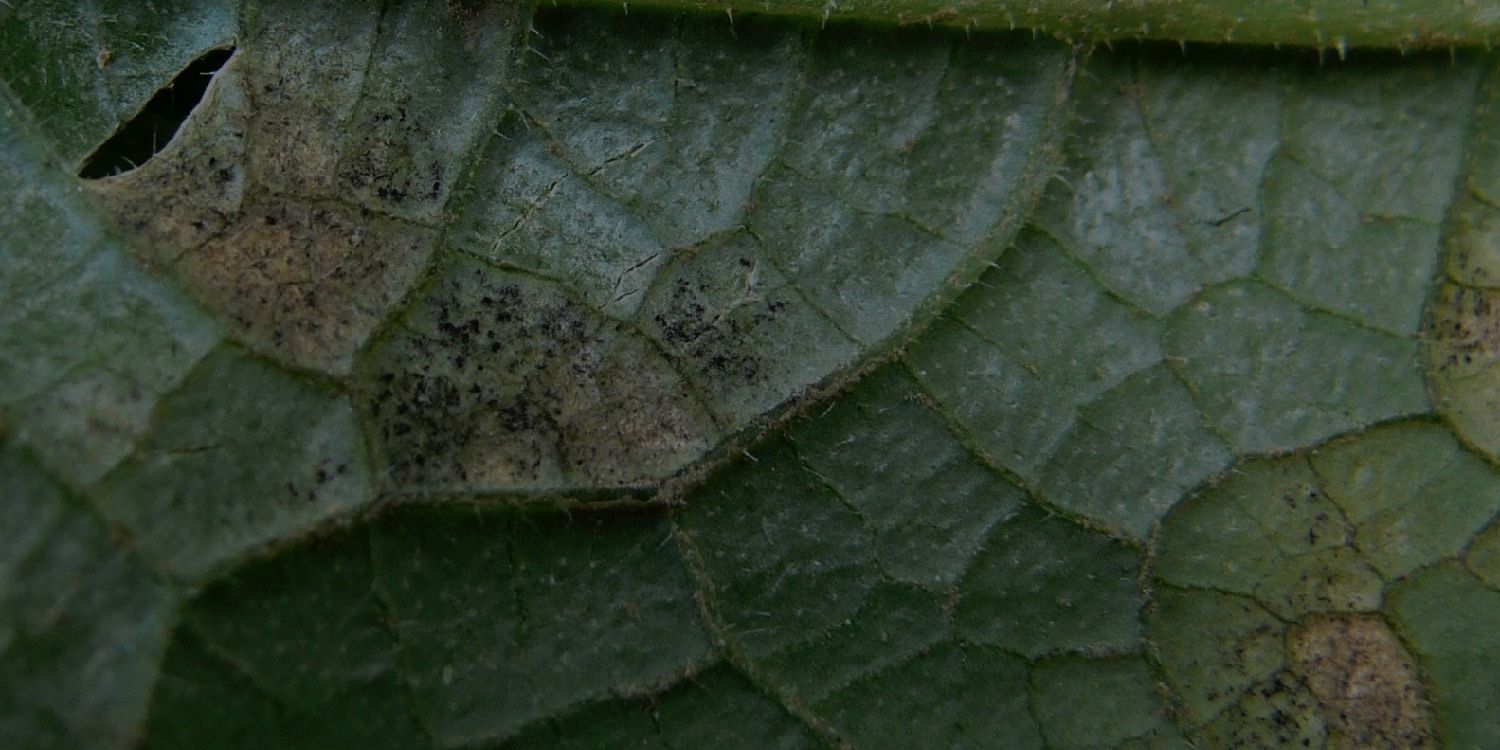 Treat Downy Mildew In Plants: A Complete Guide